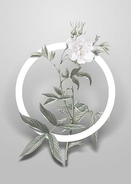 White Rose of York Flower