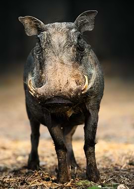 Warthog front portrait