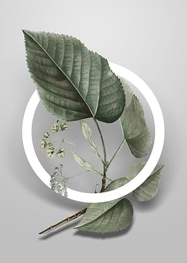 Linden Tree Branch Flower