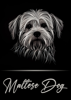 Adorable Maltese Dog