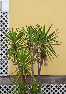 Palm meets Yellow Wall 1
