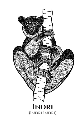 Indri with Scientific Name