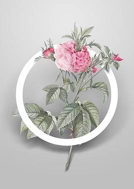 Pink Agatha Rose Flower