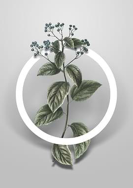 New Jersey Tea Flower Art