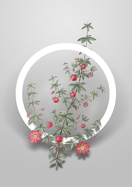 Madder Leaved Bauera Art