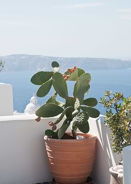 Santorini Cactus Dream 3