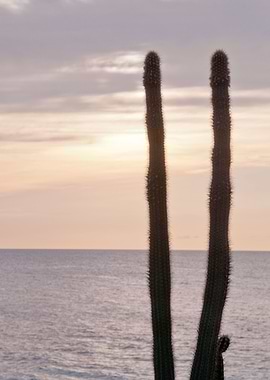 Caribbean Cacti Oasis 1