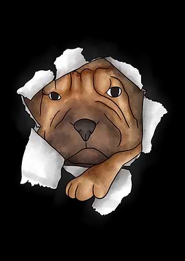 Shar Pei