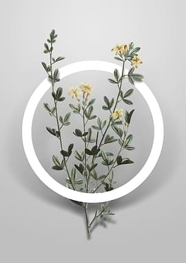 Yellow Jasmine Flowers Art