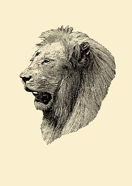 Lion portrait
