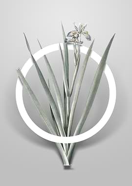 Stinking Iris Flower Art