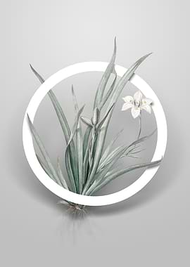 Fortnight Lily Flower Art