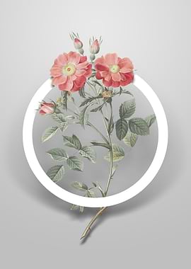 Sweetbriar Rose Flower Art