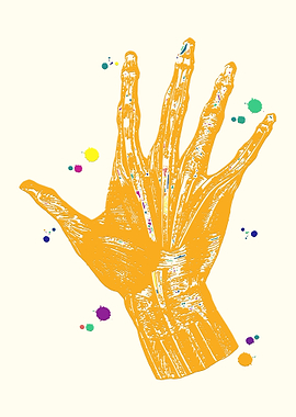 Hand Muscles Anatomy