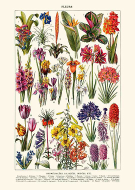 Flower France Vintage