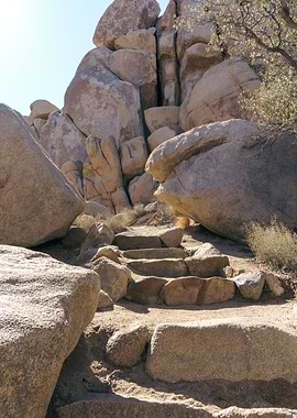 Joshua Tree California