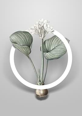 Cardwell Lily Flower Art