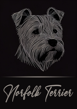 Elegant Norfolk Terrier