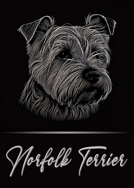 Adorable Norfolk Terrier