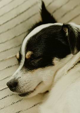 SLEEPING DOG