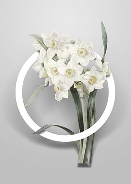 Bunch Flowered Daffodil