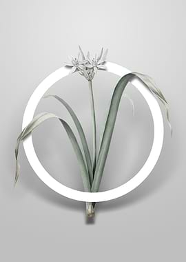 Small Flowered Pancratium