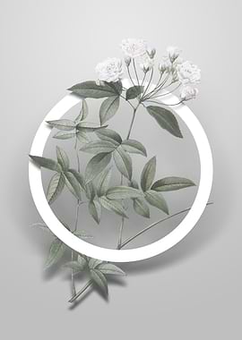 Lady Banks Rose Flower