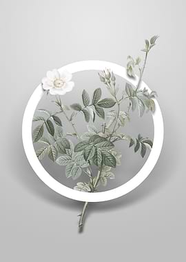 White Downy Rose Flower