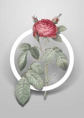 Red Gallic Rose Flower Art