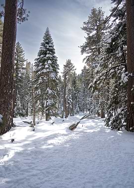 Palm Springs Winter Forest