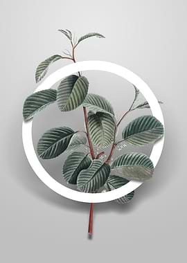 Alpine Buckthorn Plant Art