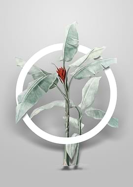 Scarlet Banana Flower Art