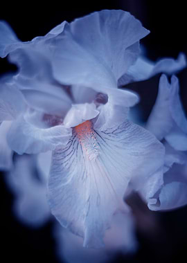 Iris flower, white petal