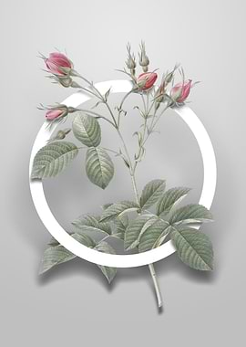 Crimson Evrats Rose Flower