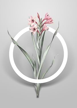 Vintage Sword Lily Flower