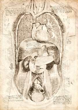 Human Anatomy Organs