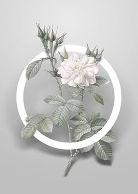 Autumn Damask Rose Flower