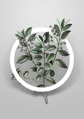 Evergreen Oak Flower Art