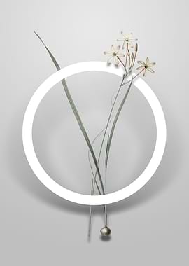 Ixia Longiflora Flower Art