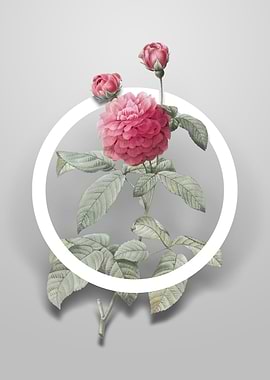 Agatha Rose in Bloom Art