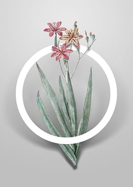 Blackberry Lily Flower Art