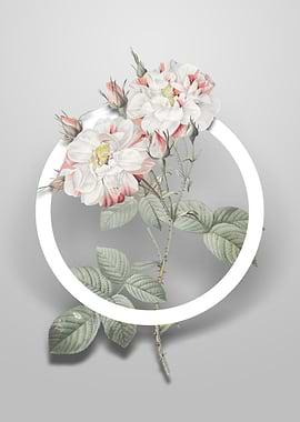 White Damask Rose Flower