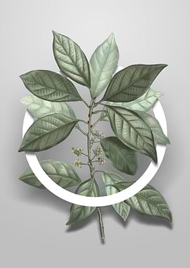 Vintage Redbay Flower Art