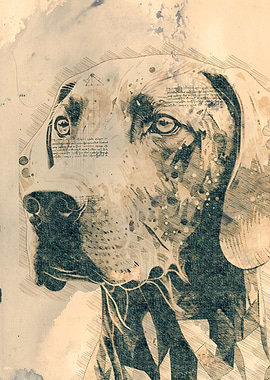 Weimaraner pencil sketch
