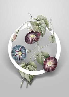 Morning Glory Flower Art