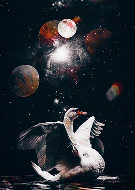 White Swan Black Star Sky