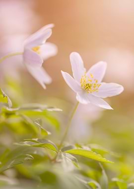 White forest anemones