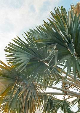 Palm Fronds Photography
