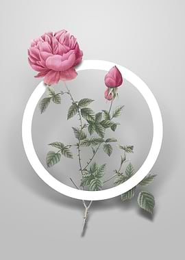 Pink Autumn China Rose Art