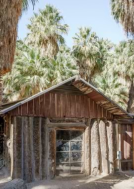 Palm Tree Tropical Forest